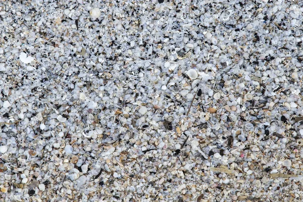 Kleine Zeeschelpen Zand Voor Achtergrond — Stockfoto