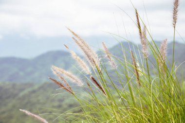 Pennisetum (tüy çim) dağ zemin üzerine