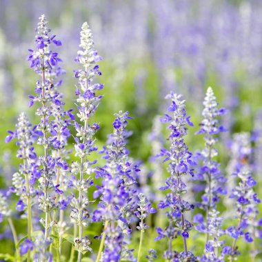 Bahçeye yakın mor çiçekler (salvia officinalis)