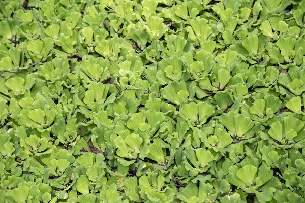 Yeşil yaprak duckweed gölet arka planı için