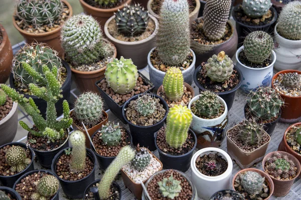 Grupo Cactus Granja Árboles Agrícolas —  Fotos de Stock