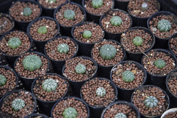 Grupo Cactos Exploração Árvores Agrícolas — Fotografia de Stock