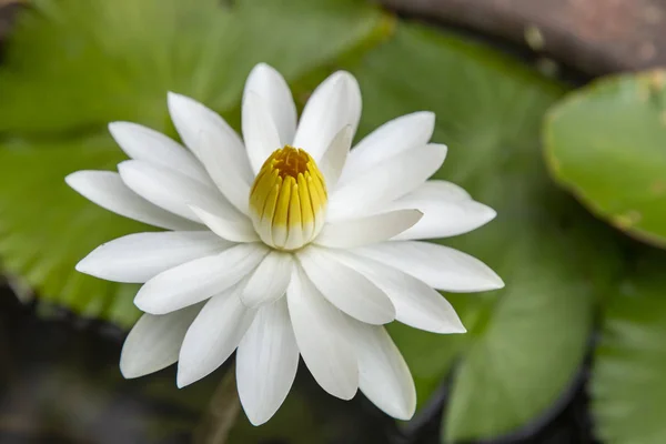 Close Lotus Blossom Blooming Pond — Stock Photo, Image