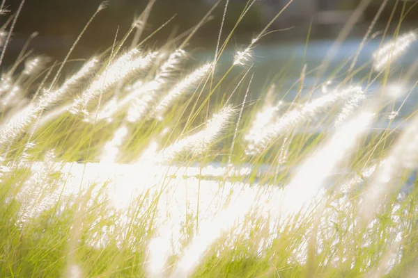 Pennisetum Tüy Çim Güneş Işığı Ile Bahçesinde — Stok fotoğraf