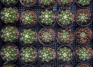 Ziraat ağaçlarında bir grup kaktüs.