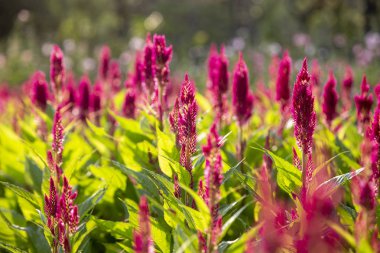 Pembe tüylü cockscomb çiçek bahçesinde