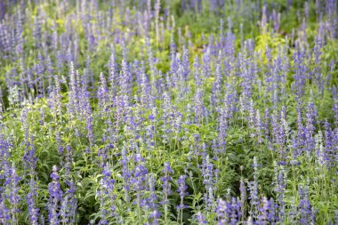 Bahçeye yakın mor çiçekler (salvia officinalis)