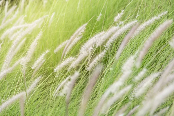 Pennisetum Péřová Tráva Rostliny Zahradě — Stock fotografie