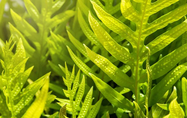 Zbliżenie Tekstury Zielonych Liści Tła — Zdjęcie stockowe