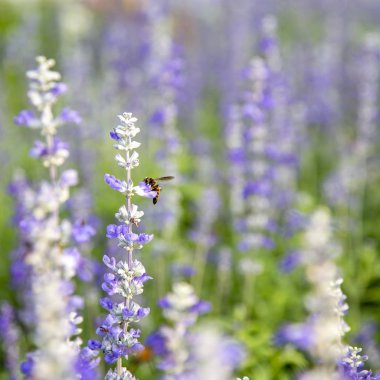Bahçeye yakın mor çiçekler (salvia officinalis)