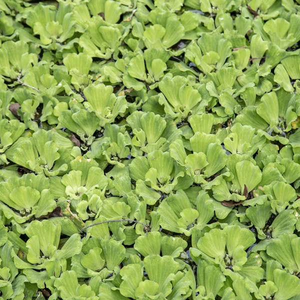 Erva Daninha Folha Verde Lagoa Para Fundo — Fotografia de Stock