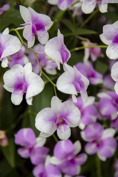 紫色をクローズ アップした蘭花の庭園で — ストック写真