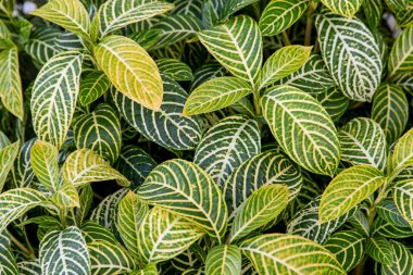 Yaprakları sarı ve yeşil doku arka plan ile 