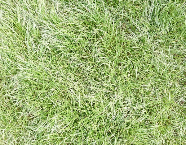 Verse Groene Gras Bovenaanzicht Met Voor Achtergrond — Stockfoto