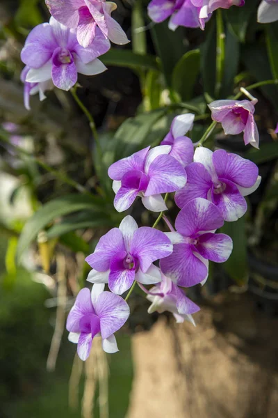 Gros Plan Orchidée Violette Dans Jardin Fleuri — Photo