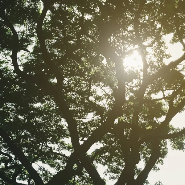 Солнечный Луч Фоном Ветки Дерева Ретро Стиль — стоковое фото