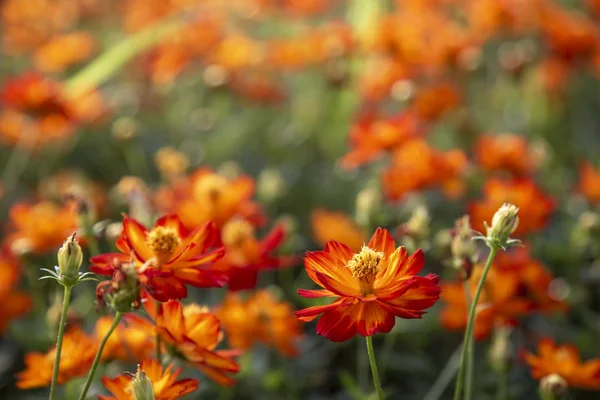 Cosmos Flor Color Naranja Jardín — Foto de Stock