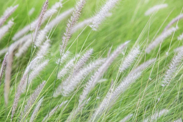 Pennisetum Φτερό Γρασίδι Φυτό Στον Κήπο — Φωτογραφία Αρχείου