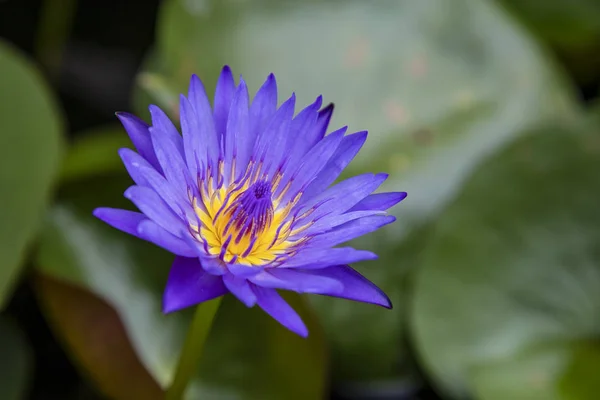 Close Lotus Blossom Blooming Pond — Stock Photo, Image