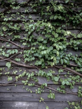 Tahta duvarda yeşil yaprak sarmaşığı
