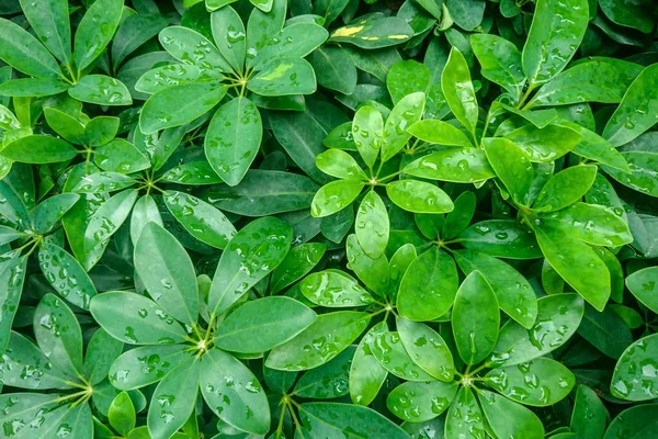 Folha Verde Com Gotas Água Para Fundo — Fotografia de Stock