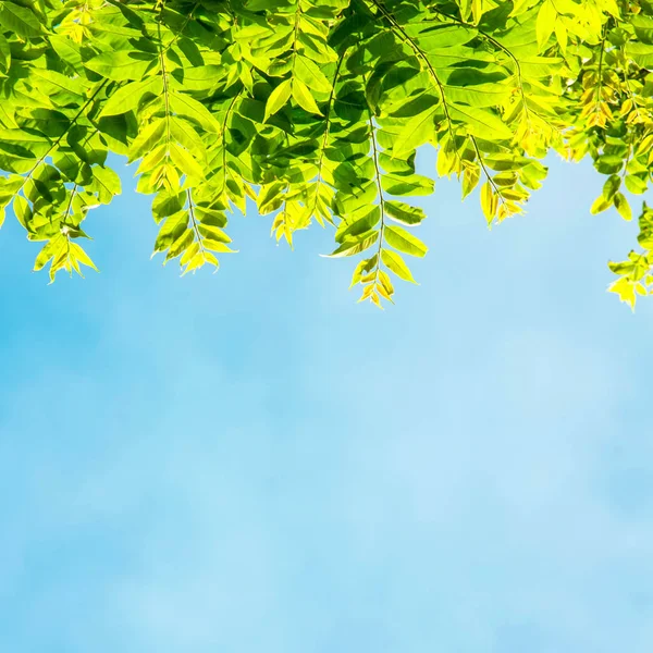 Zielone Liście Lśniące Słońcu Tle Błękitnego Nieba — Zdjęcie stockowe