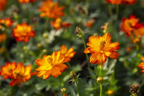 Cosmos Flor Color Naranja Jardín — Foto de Stock