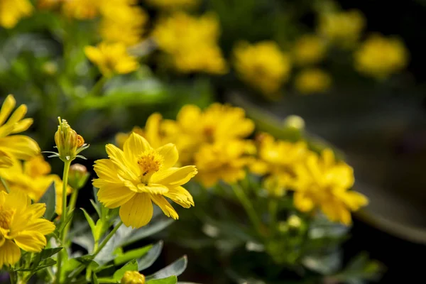 Cosmos Flor Color Amarillo Jardín — Foto de Stock