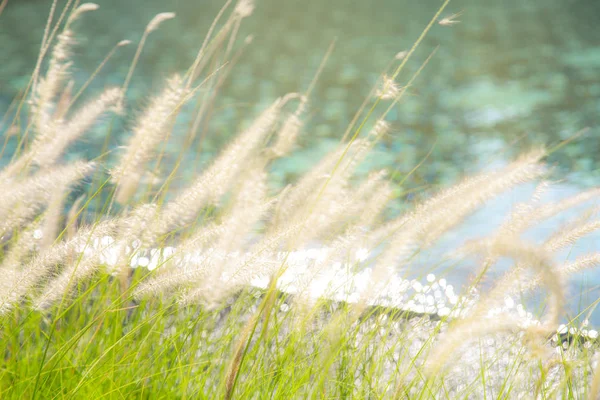 Pennisetum Grama Penas Jardim Com Luz Solar — Fotografia de Stock