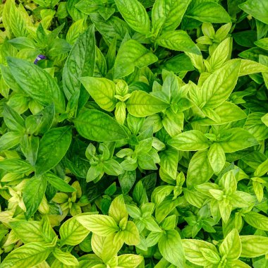 Yeşil yaprak dokusu arkaplanını kapat