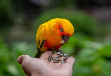 Tohum yandan yeme güneş conure papağan