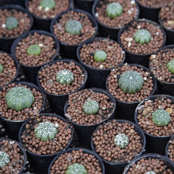 Grupo Cactus Granja Árboles Agrícolas — Foto de Stock