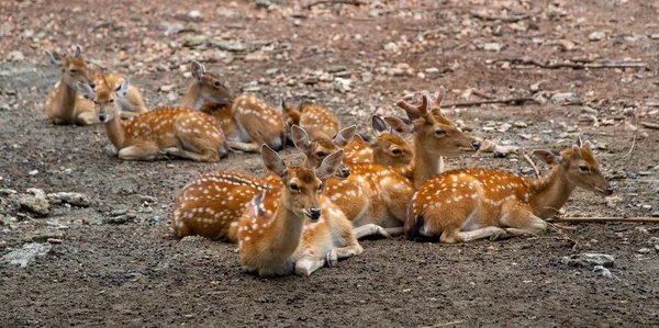 成群结队的鹿坐在动物园里 — 图库照片