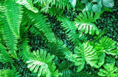 Yeşil yapay bahçe duvar arka plan