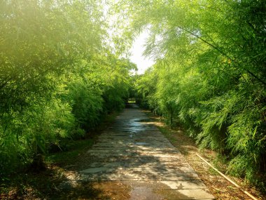 Bambu Bahçe içine bir yol