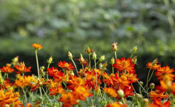 Kosmos Blume Von Oranger Farbe Garten — Stockfoto