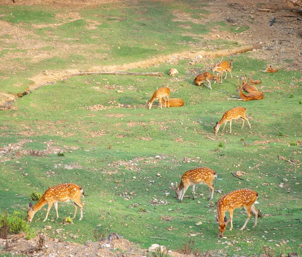 动物园里的一群喂草的鹿 — 图库照片
