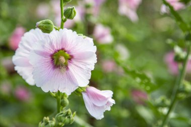 Hollyhocks çiçek Bahçe içinde pembe renk