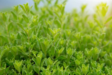 Yeşil yaprak dokusu arkaplanını kapat