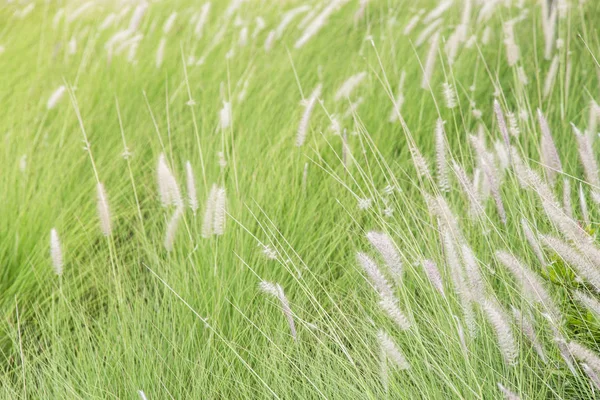 Pennisetum Φτερό Γρασίδι Φυτό Στον Κήπο — Φωτογραφία Αρχείου