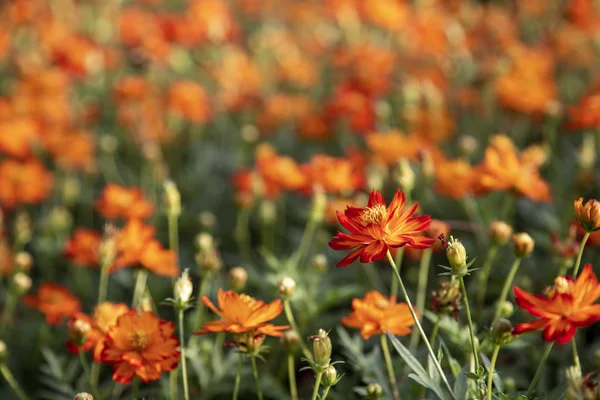 Cosmos fleur dans le jardin — Photo