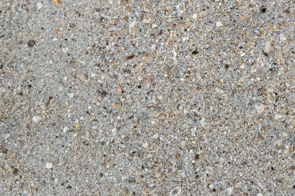 Conchas do mar na areia — Fotografia de Stock