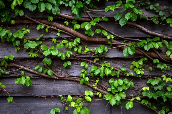 Zelený list břečťanu na dřevěné desce — Stock fotografie