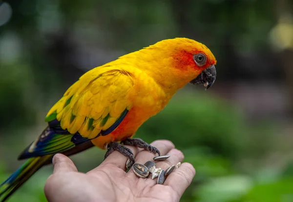 Sun conure parrot eating hand — Stock Photo, Image