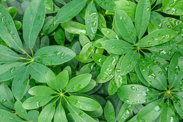 Folha verde com gotas de água — Fotografia de Stock