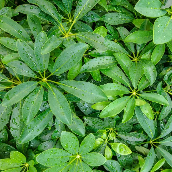 Folha verde com gotas de água — Fotografia de Stock