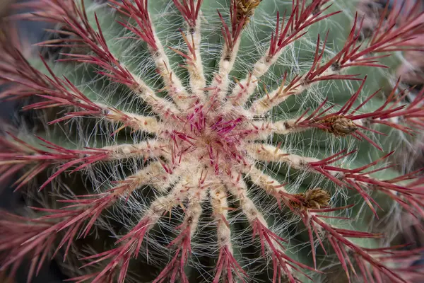 Echinocactus grusonii red cactus — Stock Photo, Image