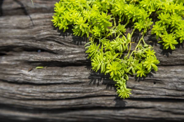 Planta verde de hoja pequeña — Foto de Stock