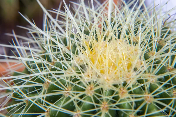 Echinocactus grusonii 선인장 — 스톡 사진