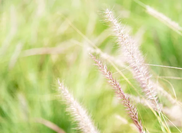 Pennisetum (grama de penas) no jardim — Fotografia de Stock